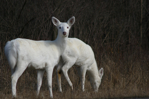 white deer