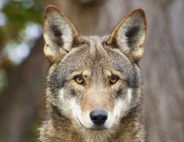 Red wolf. USFWS photo